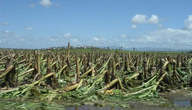 Field of banana plants snapped and flattened to the ground across thousands of hectares in the Innisfail region after Cyclone Larry