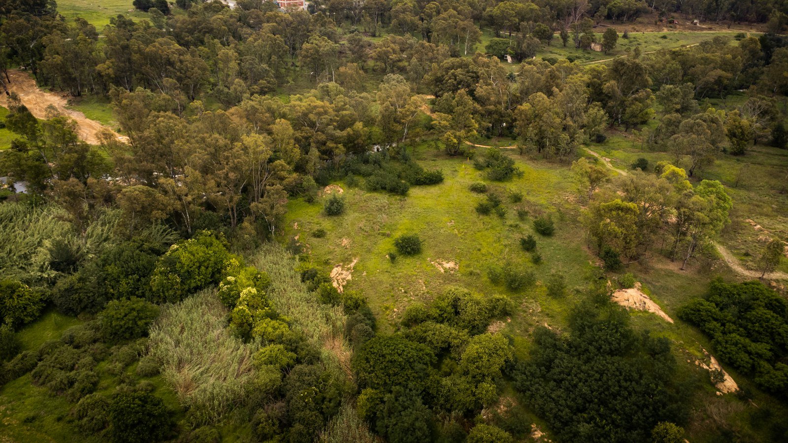 Dense Amazon rainforest canopy and understory