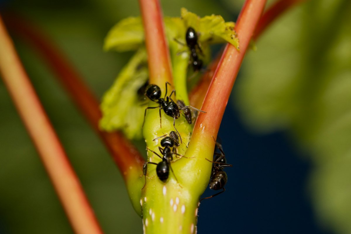 Close-up view of ants on a nest surface