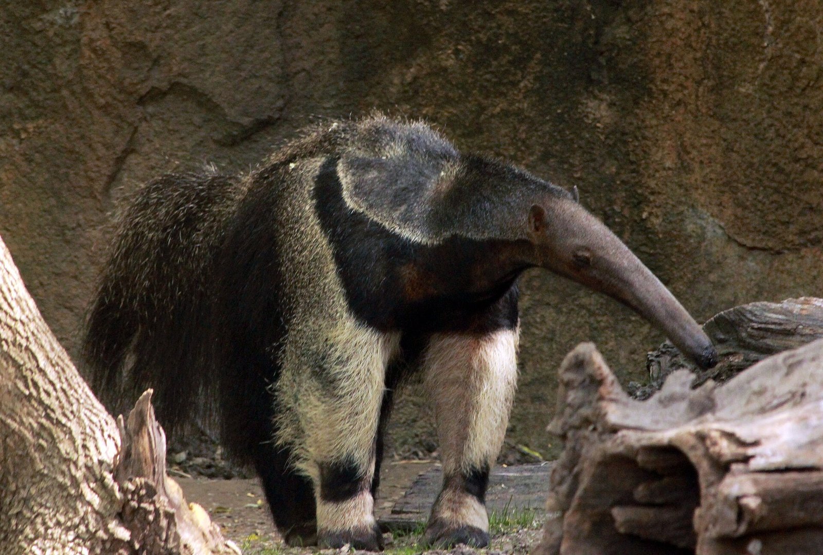 Giant anteater showing its long snout, shaggy coat and bushy tail