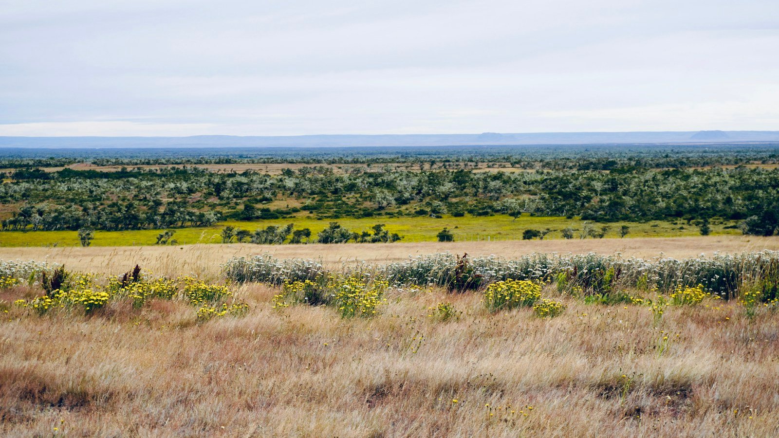 Open savanna and woodland edge habitat where giant anteaters forage