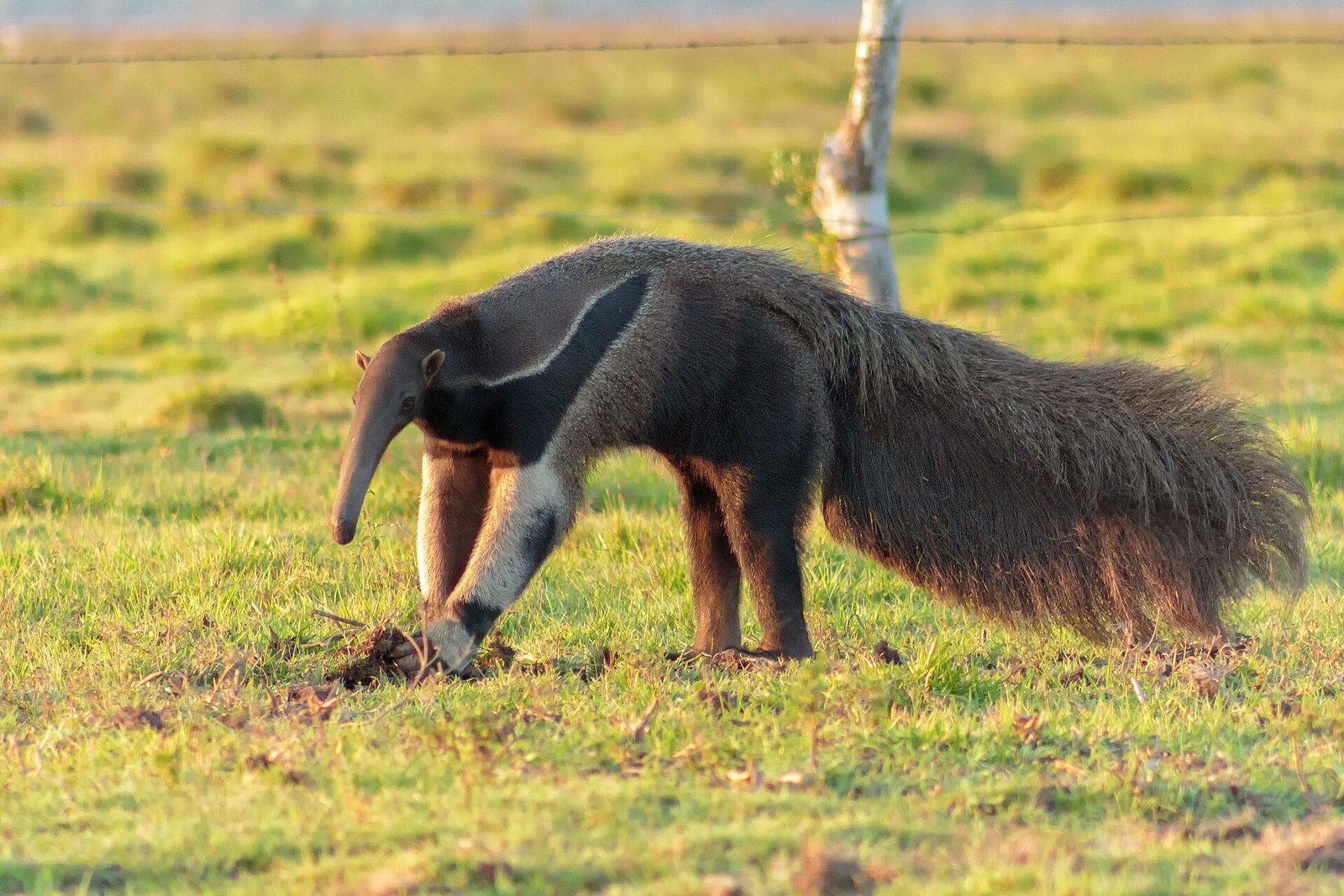 A giant anteater walking through open grassland with its long snout and bushy tail