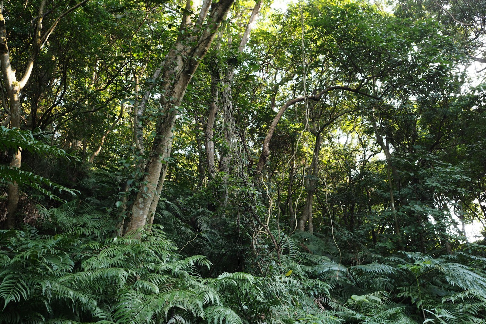 Dense Amazon rainforest canopy full of layered green leaves