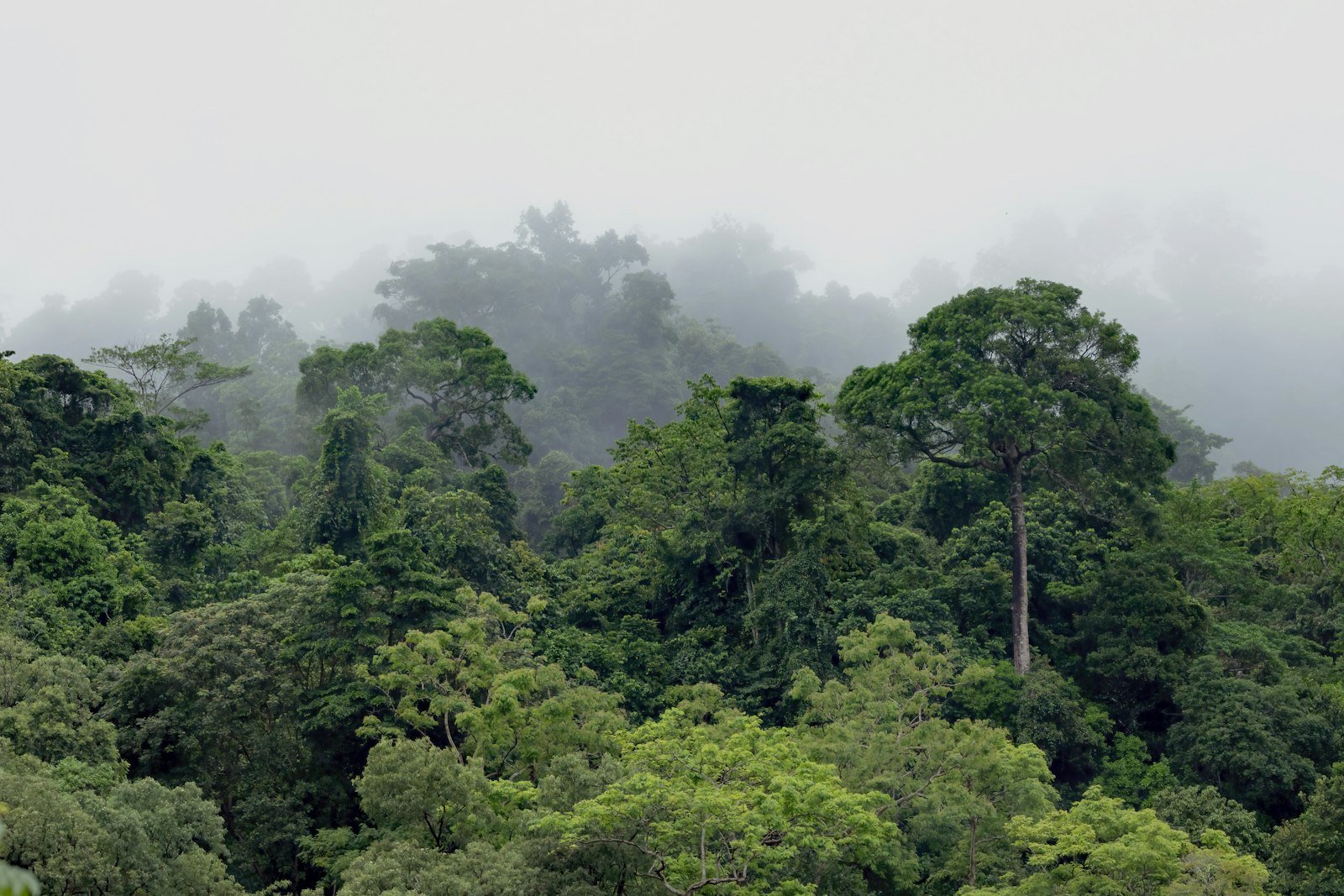 Tall rainforest canopy trees rising above dense green foliage