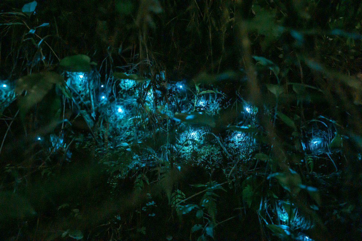 Lush riverside forest that shelters wildlife along Amazon waterways