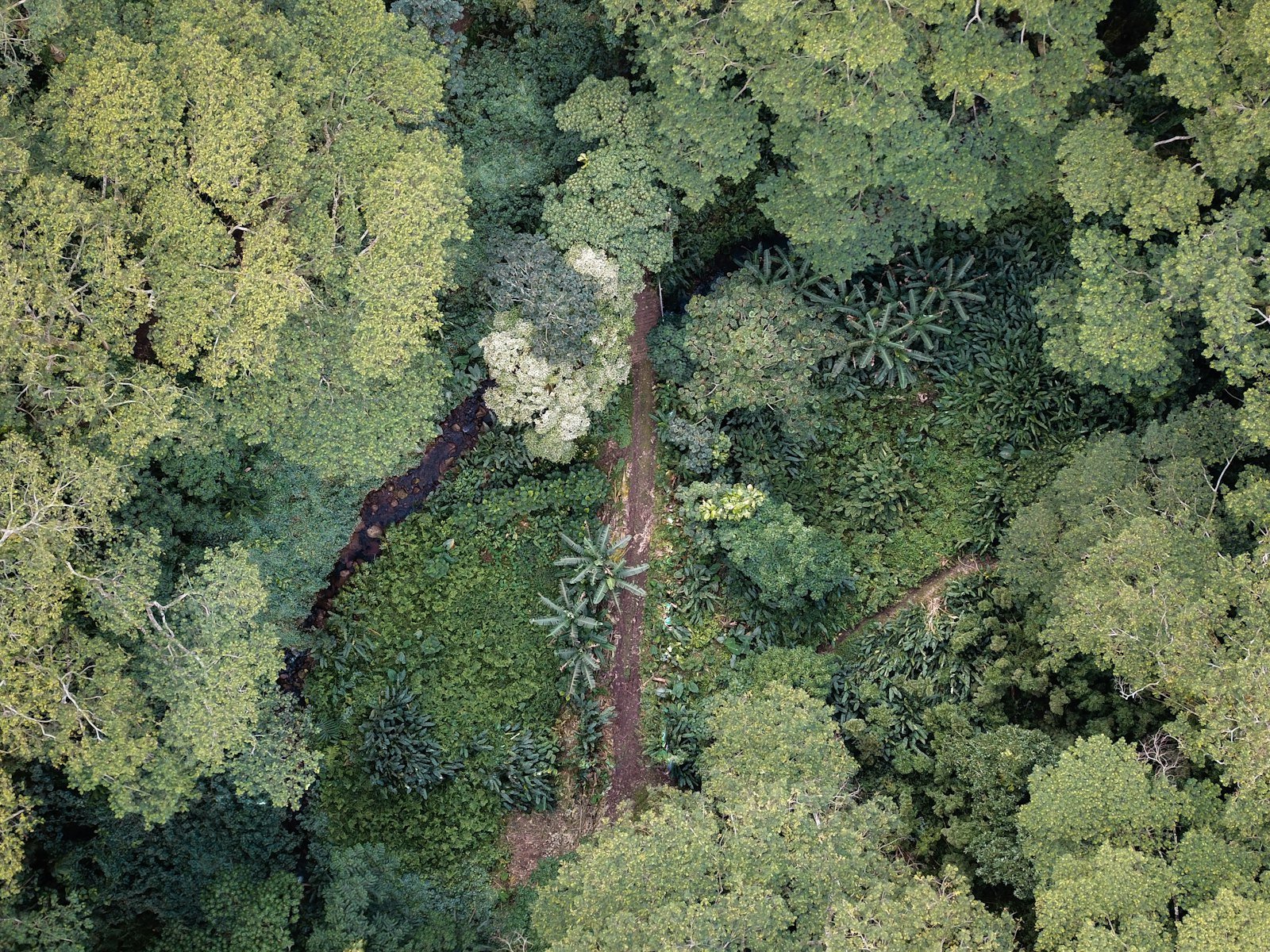 Aerial view of Amazon forest with cleared and fragmented patches