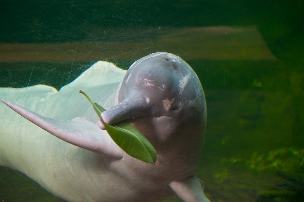 Amazon river dolphin showing its long snout and pale body