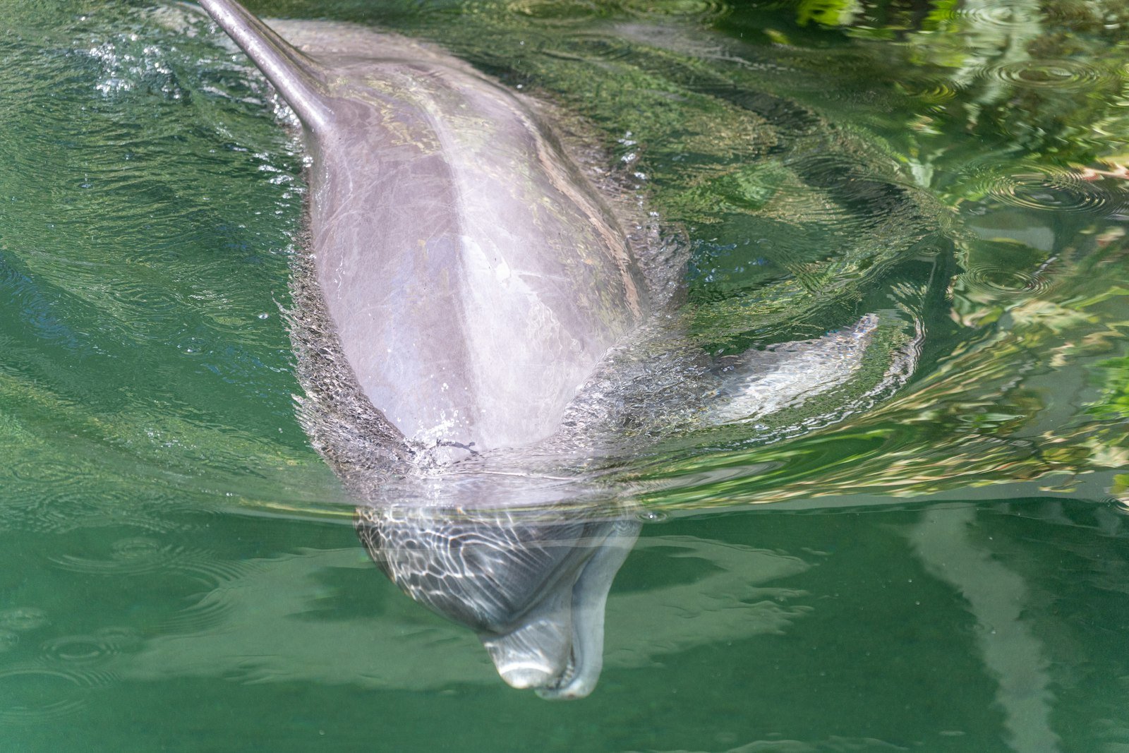 An Amazon river dolphin surfacing in brown river water