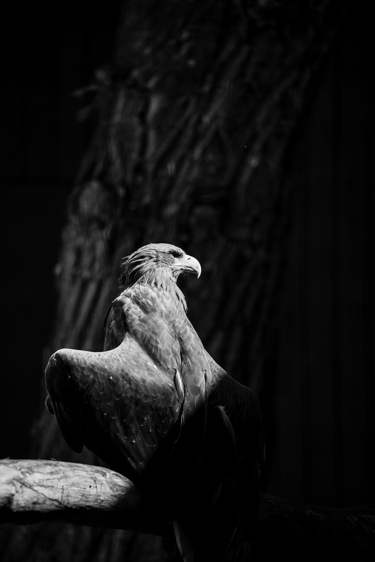 Close-up of an eagle’s face showing piercing eyes and hooked beak