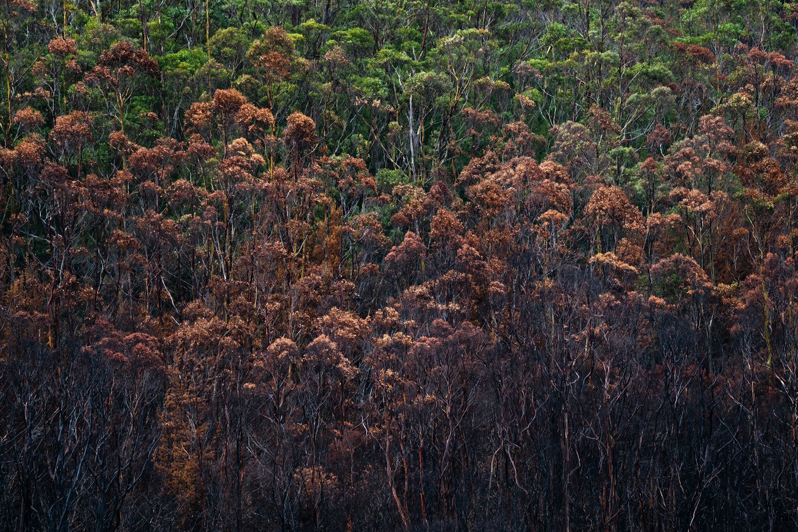 Forest landscape showing the impact of fire and clearing