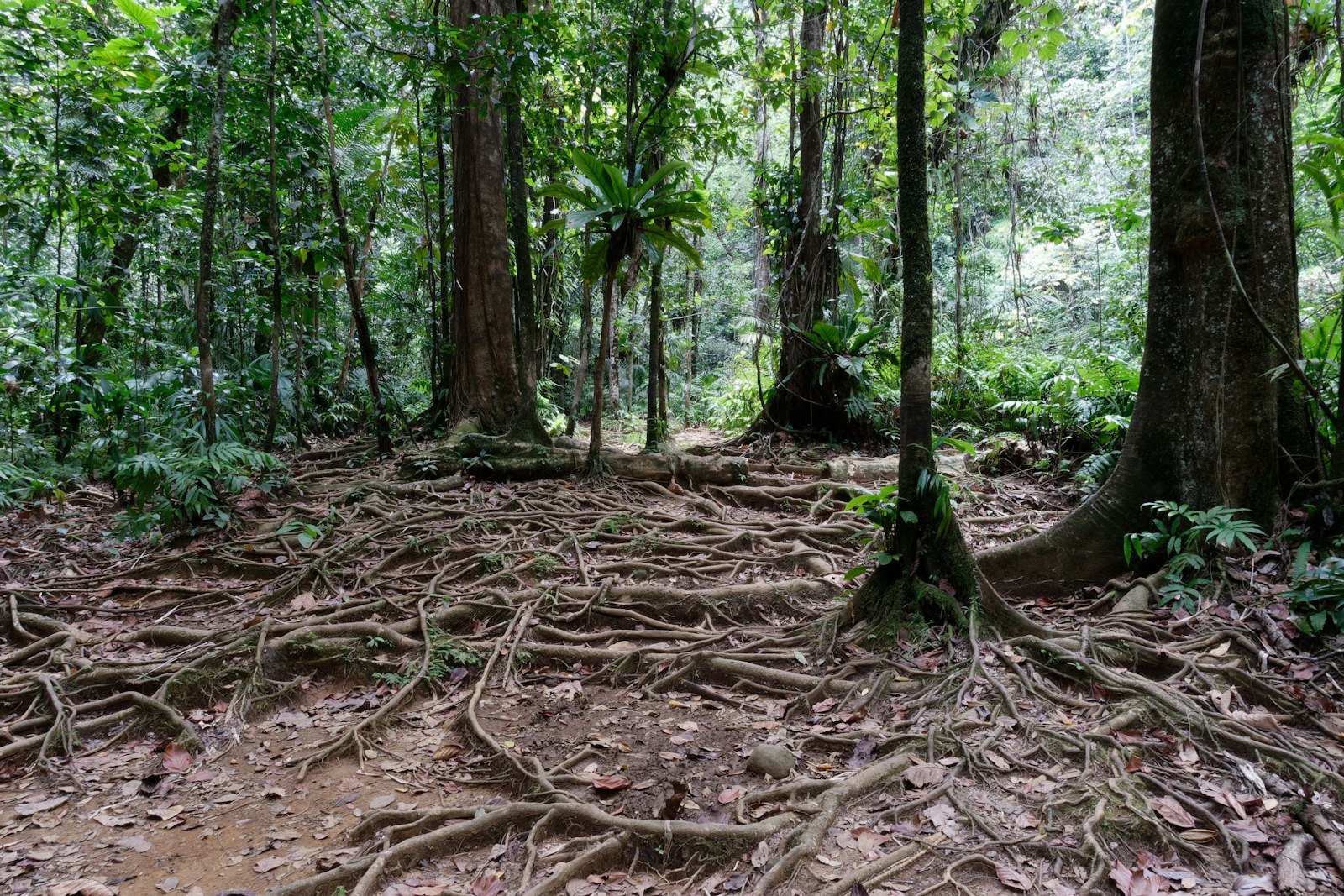 Amazon rainforest floor with leaf litter and undergrowth