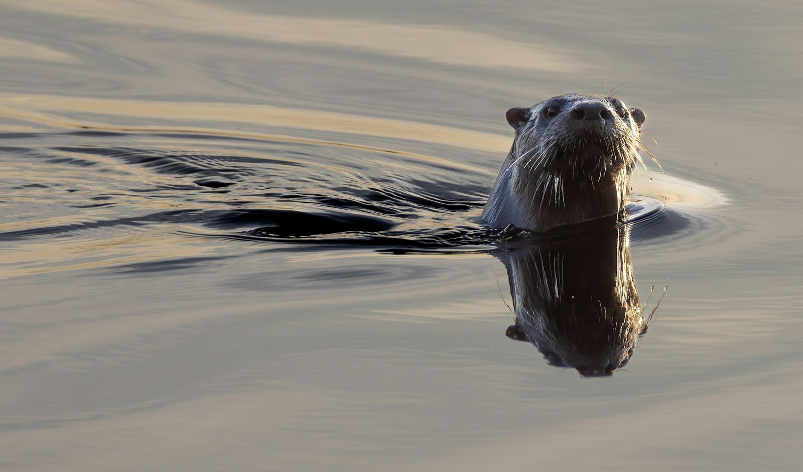 A giant otter swimming in a calm Amazon waterway