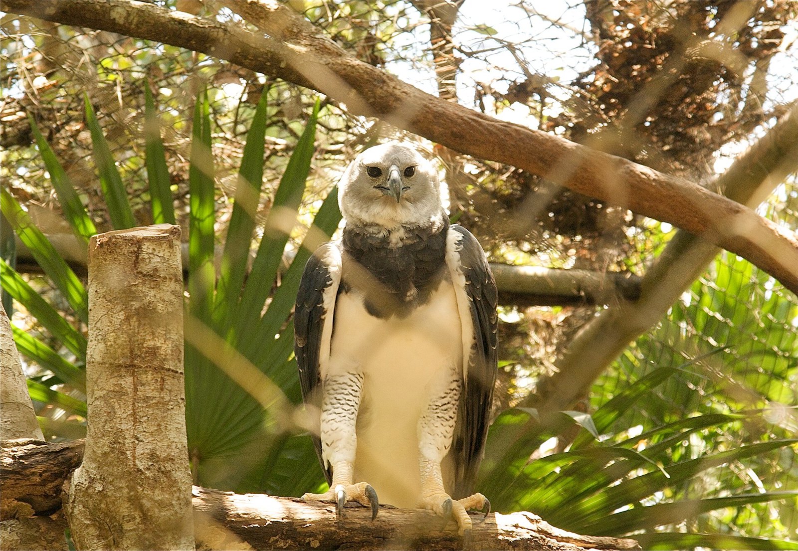 A harpy eagle perched among rainforest branches with its feathered crown raised