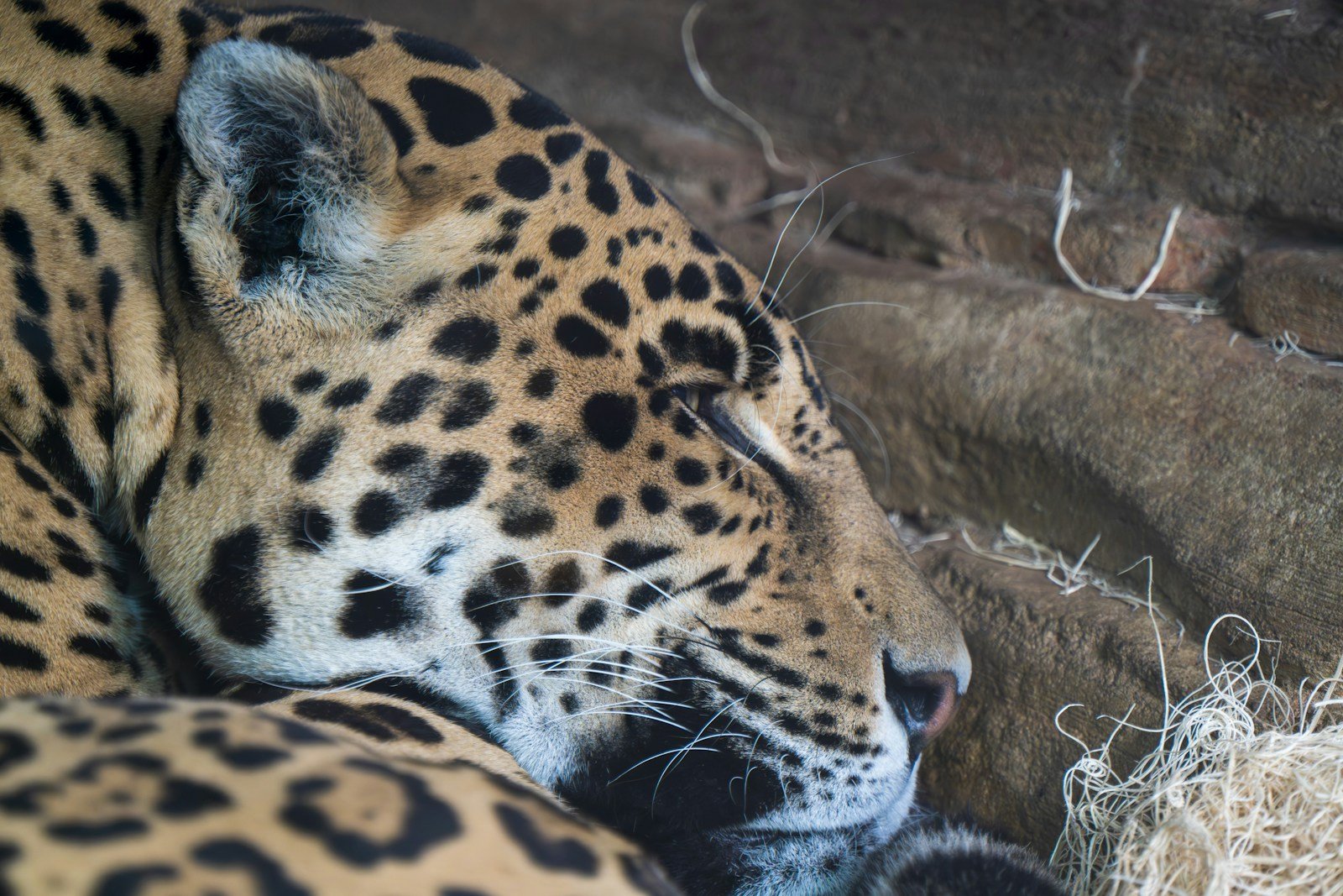 Close-up of a jaguar’s face showing whiskers and rosette markings