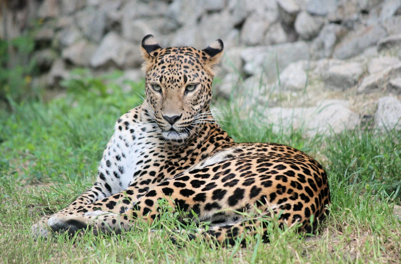A jaguar walking through tall grass with its spotted coat catching the light