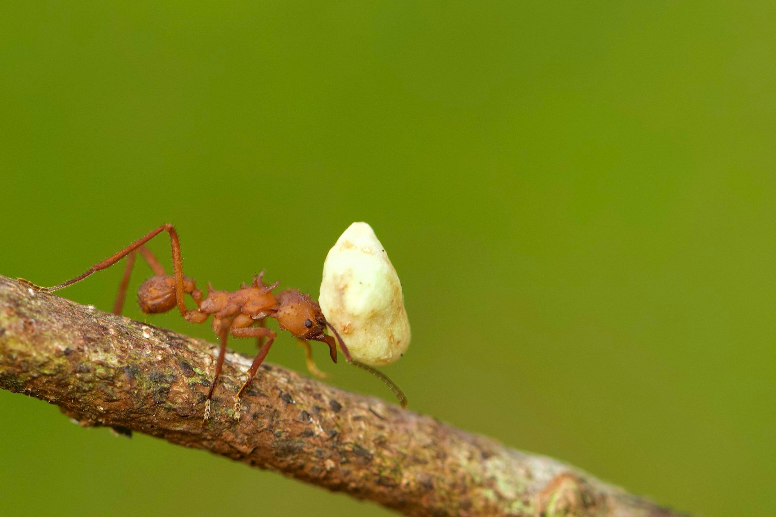 Leafcutter ants carrying leaf fragments along a trail
