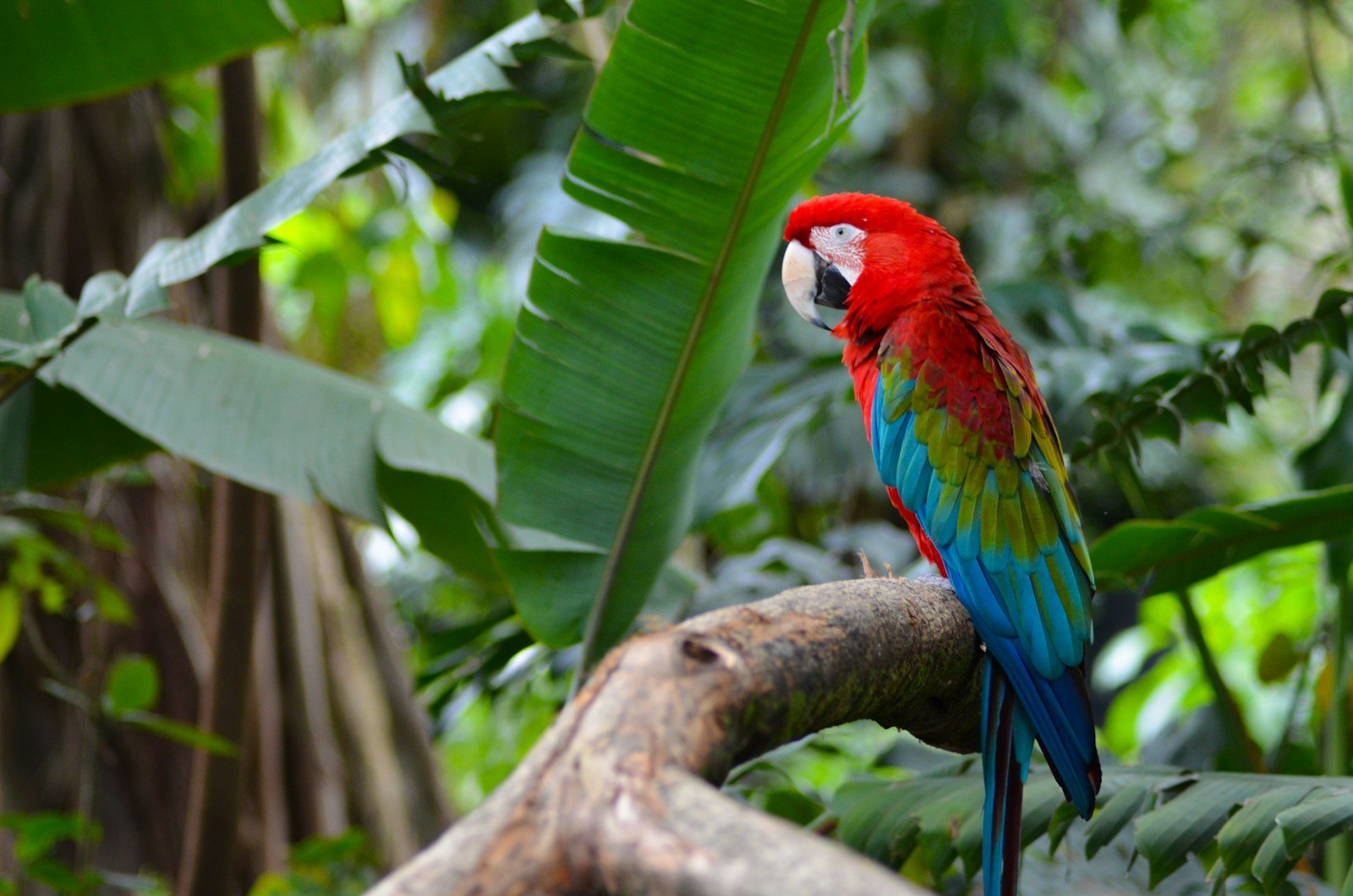 A colourful macaw perched among green rainforest leaves
