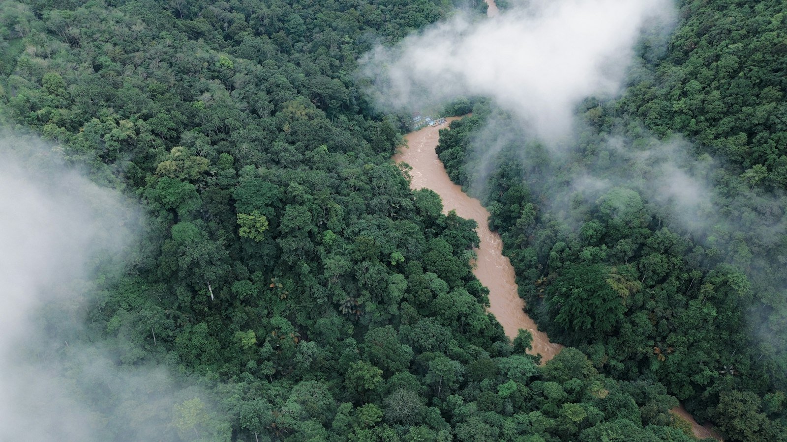 Lush green Amazon forest and river landscape