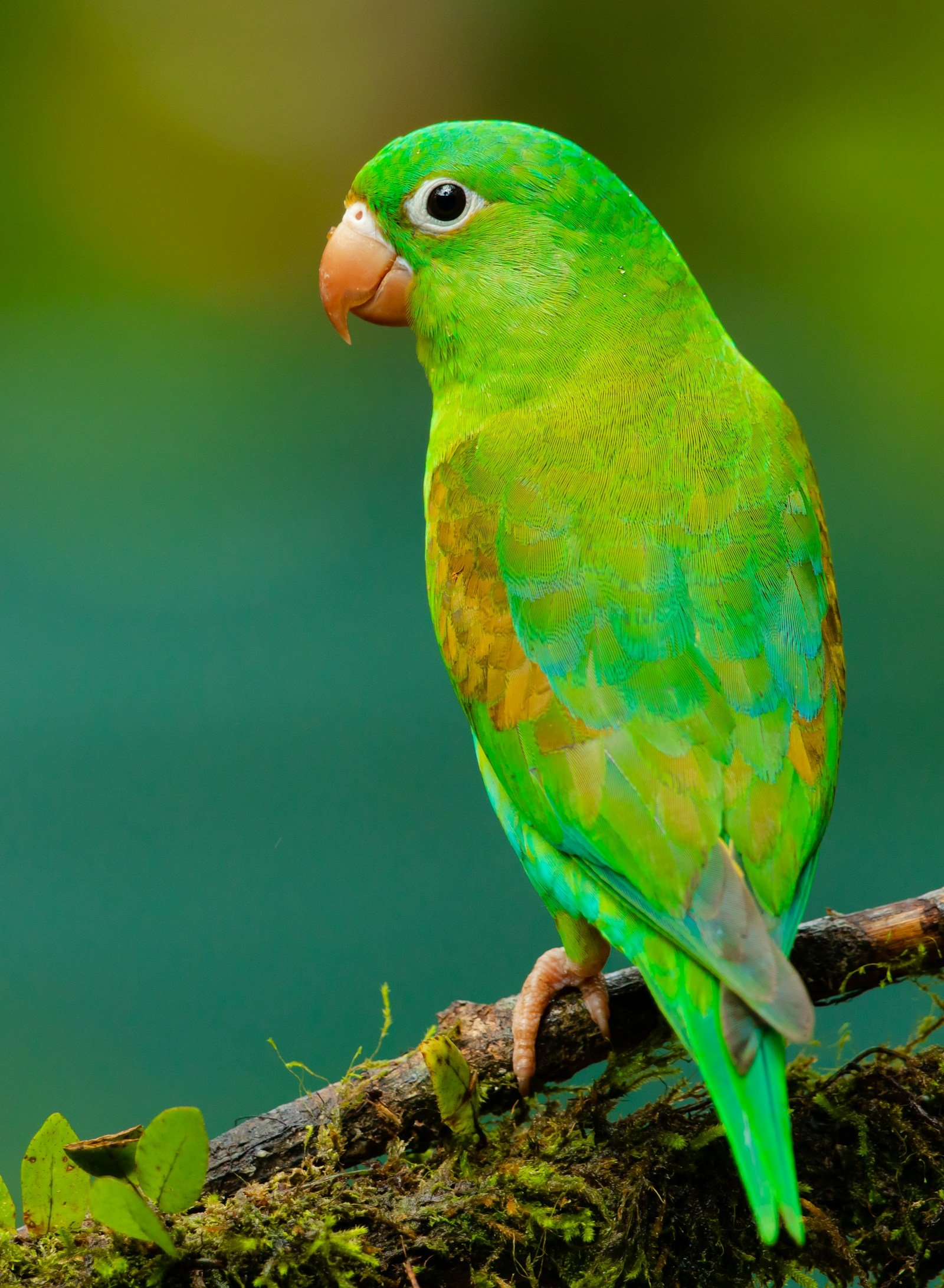 A colourful parrot perched in rainforest foliage