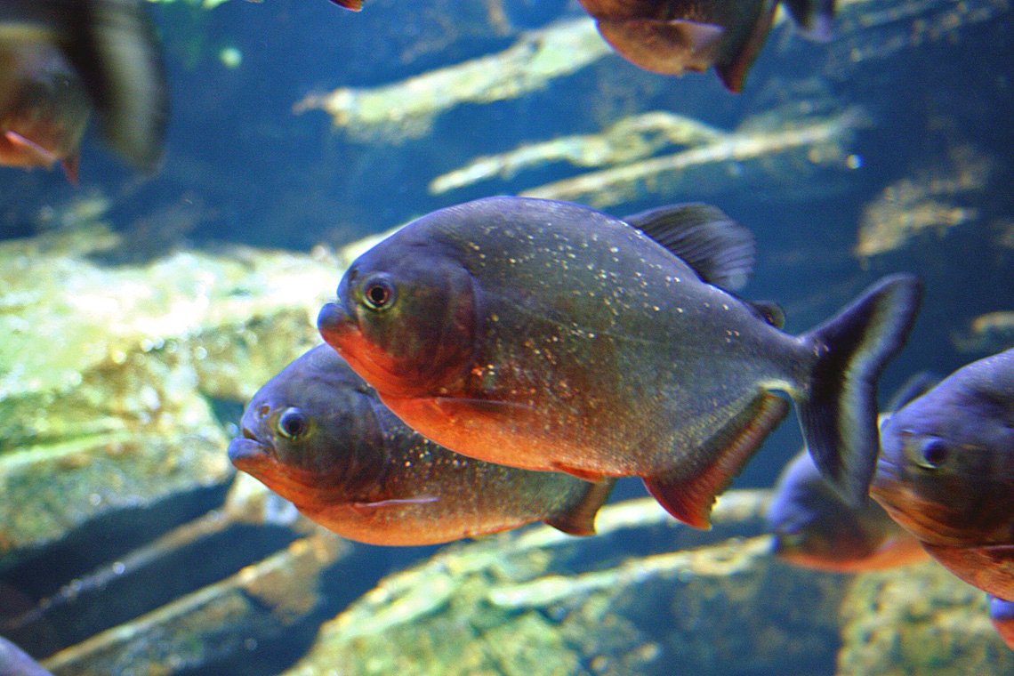 Red-bellied piranhas swimming together, showing their full bodies