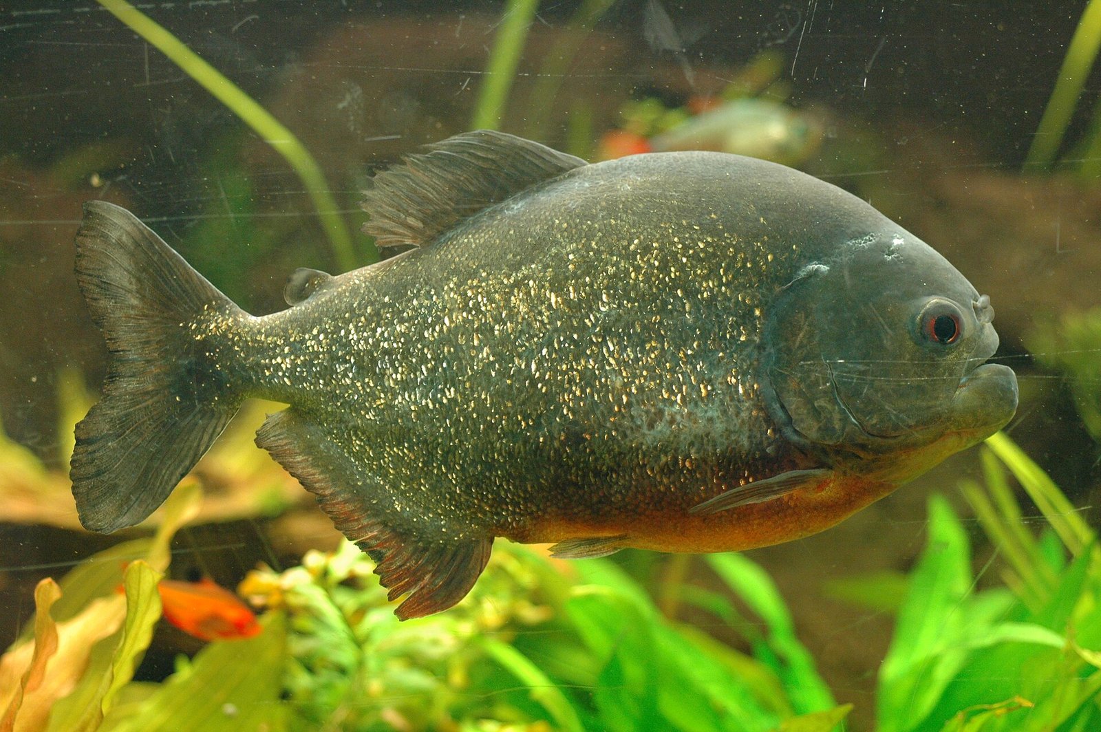 A piranha swimming in murky Amazon water