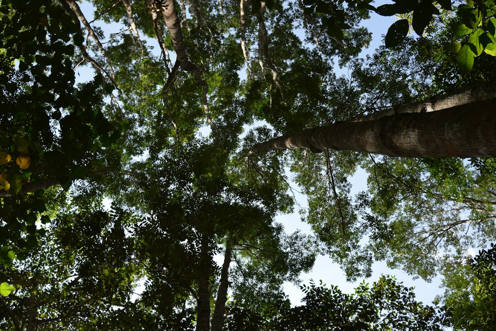 Dense Amazon rainforest canopy where wildlife should remain free