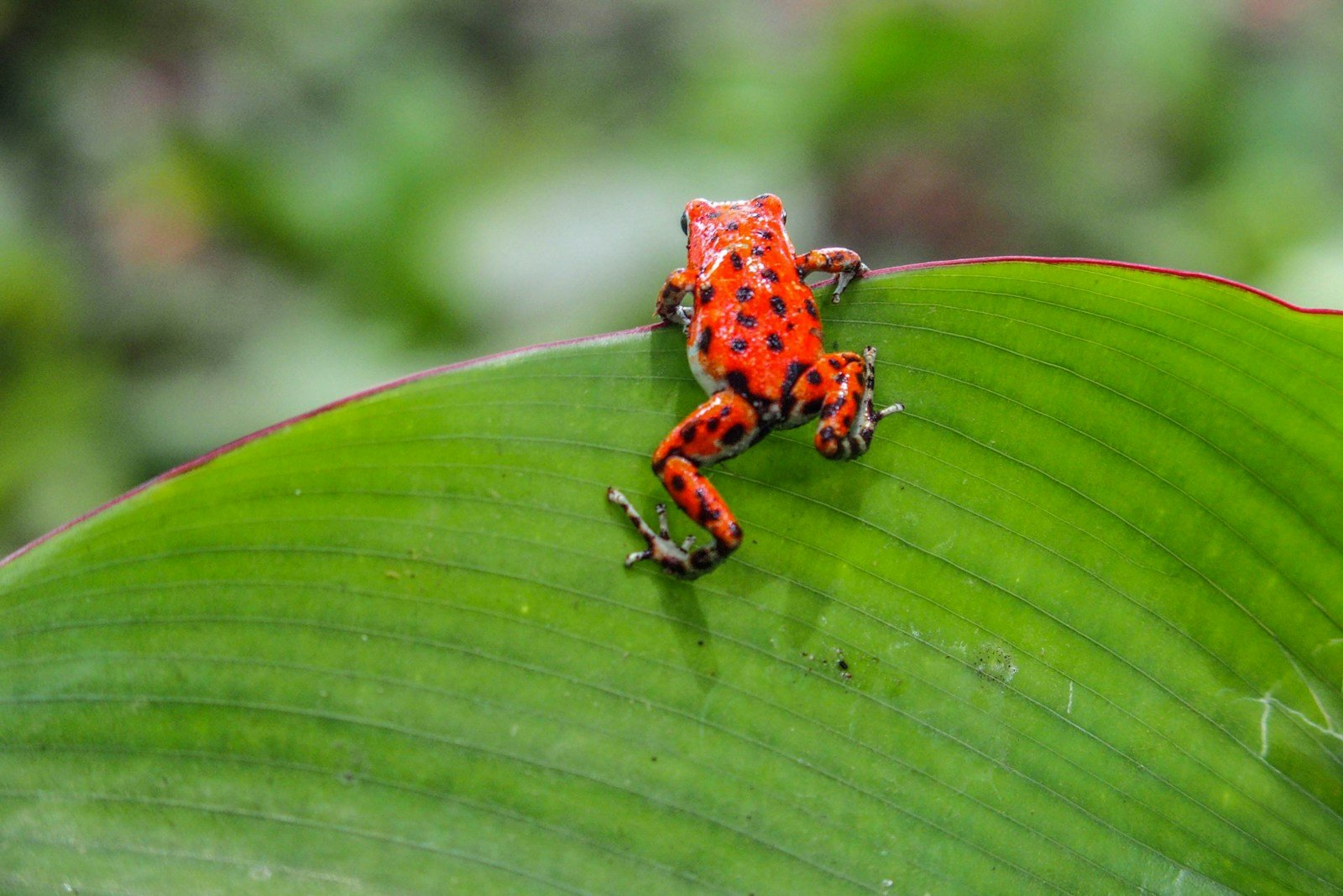 A poison dart frog on a leaf, showing its whole body and bright skin pattern