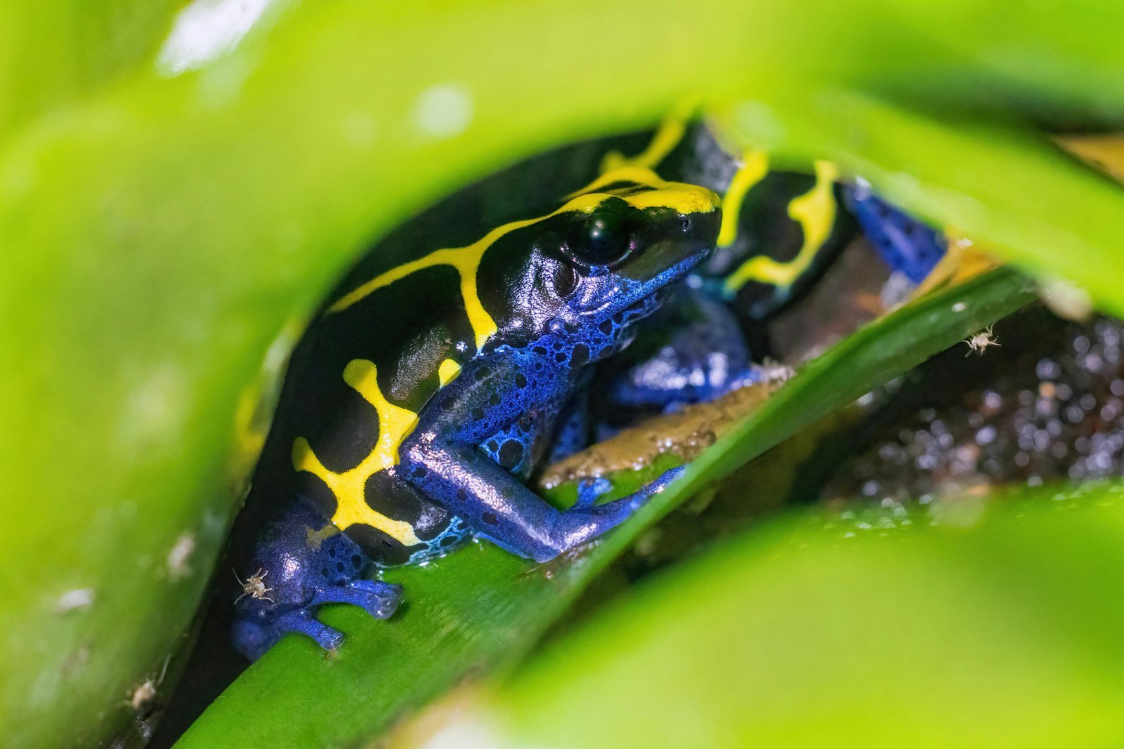 A brightly coloured poison dart frog on a leaf