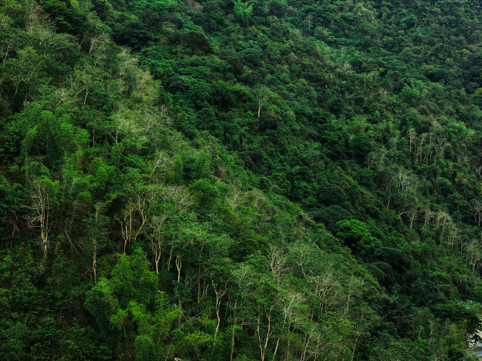 Hills of dense green forest recovering after protection