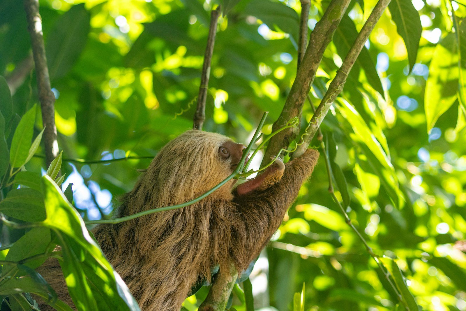 A sloth in the canopy, with its face and shaggy fur clearly visible