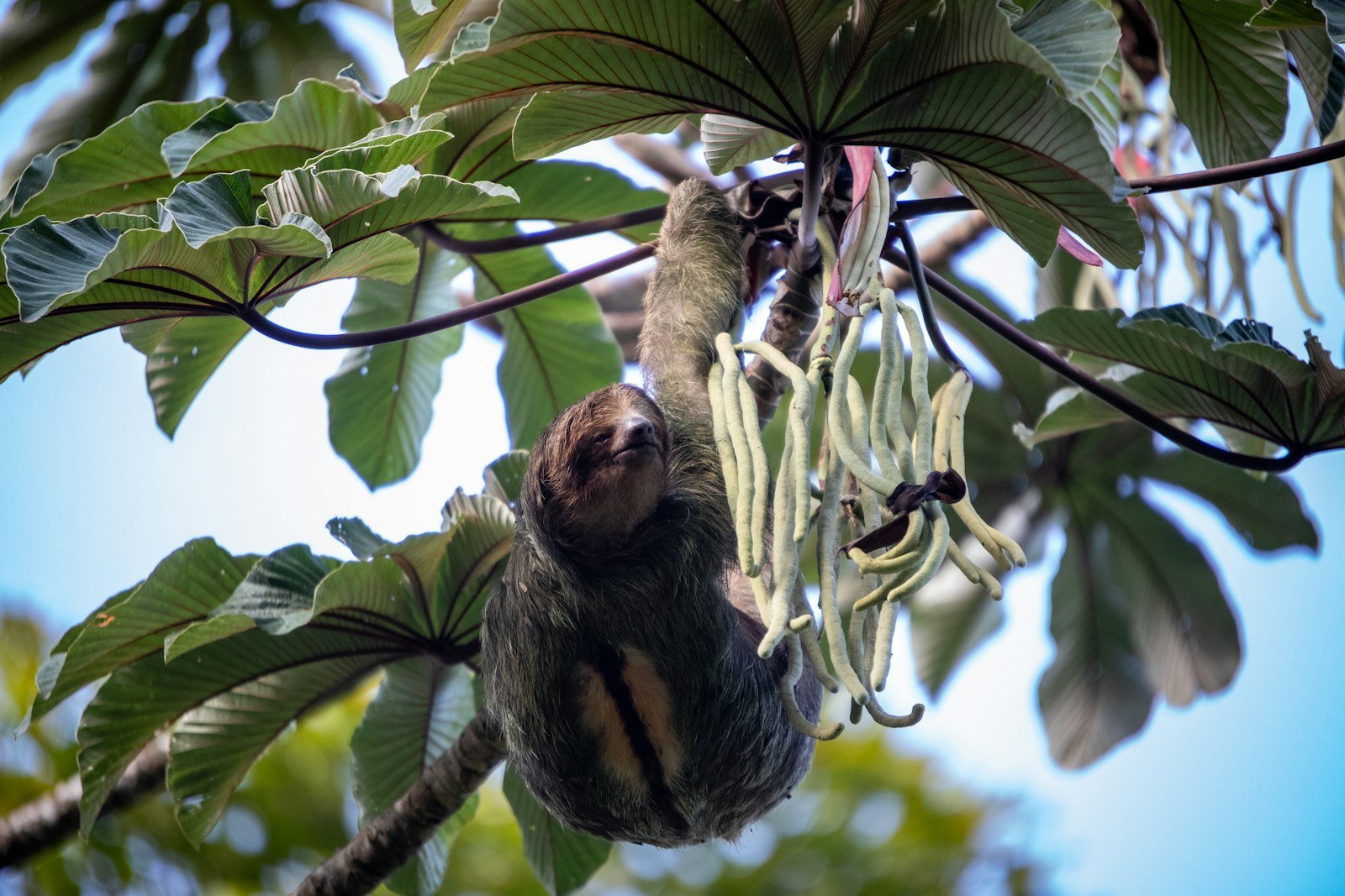 A sloth hanging from a tree branch in the rainforest canopy