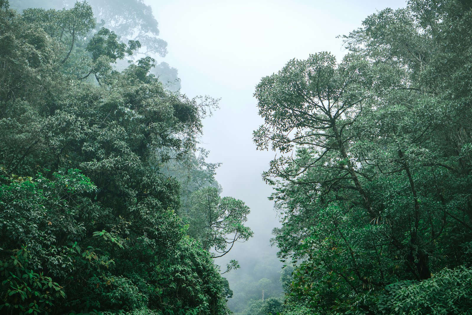 Shaded Amazon rainforest understory with leaf litter