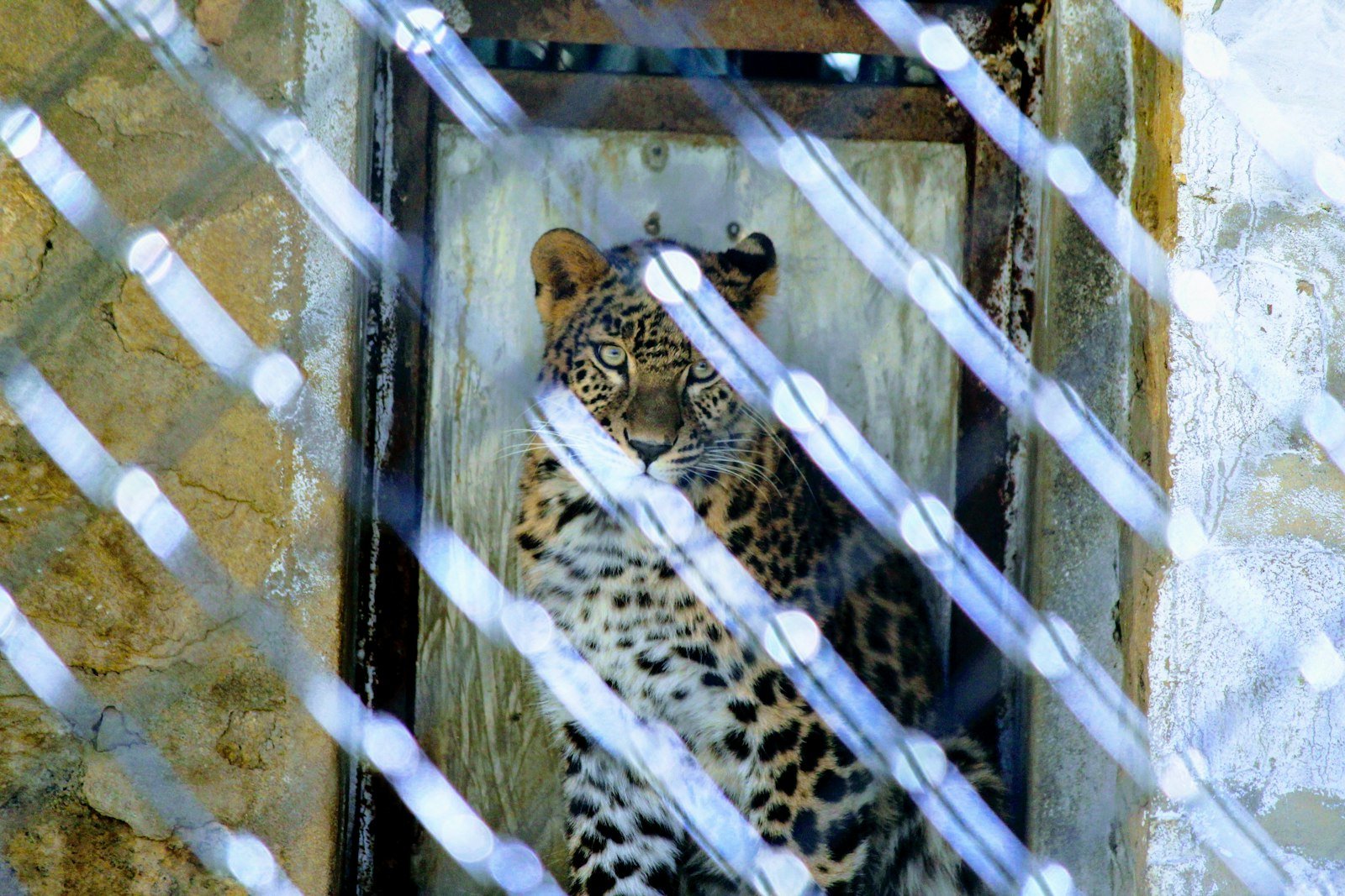A wild cat behind cage bars, illustrating animals taken from the wild