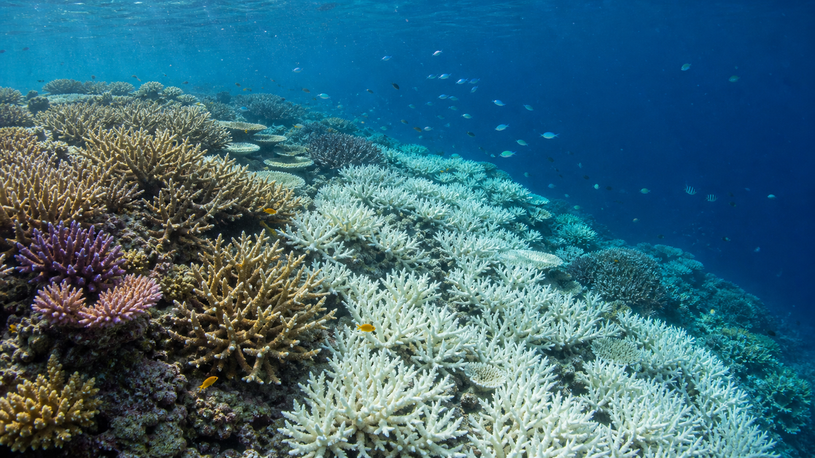 Illustrative view showing colourful coral beside pale bleached coral